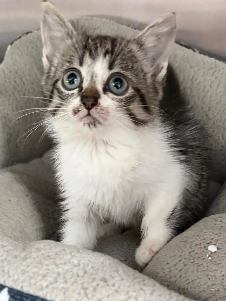 A baby small-sized female Tabby cat named Koko for adoption in Brookhaven, MS