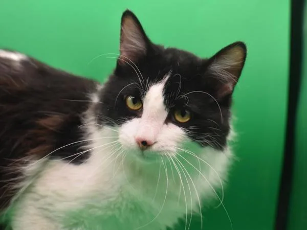 A young small-sized male Domestic Medium Hair cat named Yoshi for adoption in Portland, OR