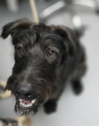 An adult large-sized male Mixed Breed dog named Reggie for adoption in Madison, NJ