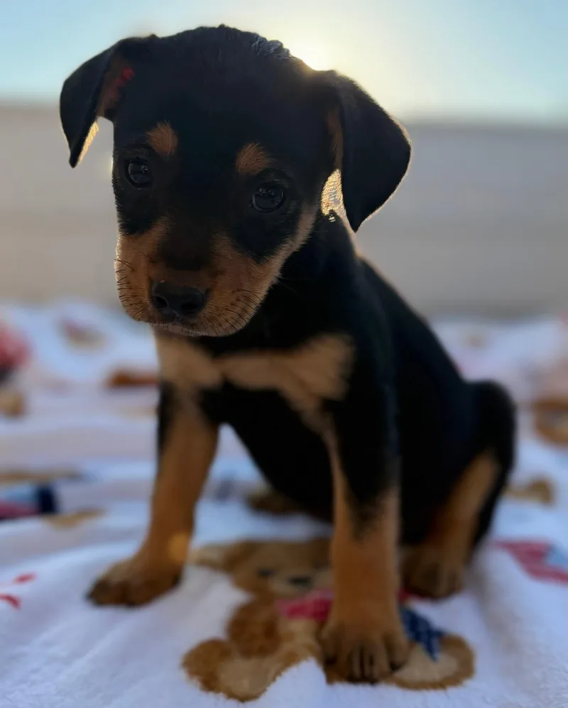 A baby small-sized female Black Norfolk Terrier dog named Sunny for adoption in Calera, AL