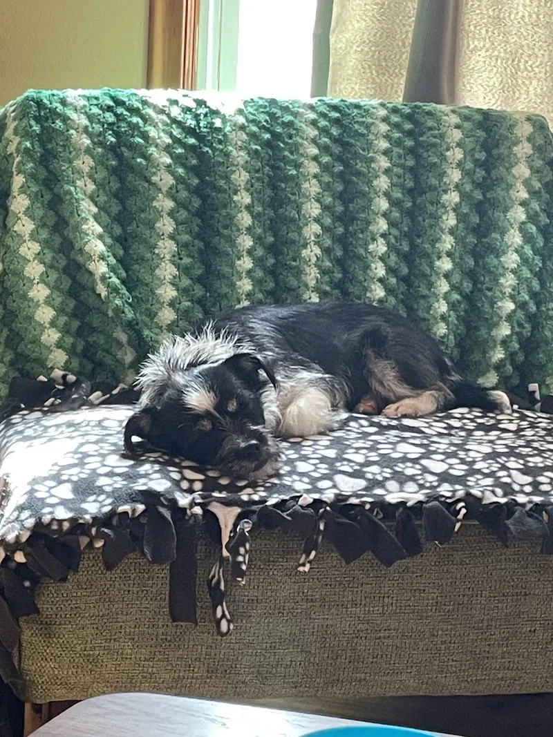 An adult small-sized male Terrier dog named George for adoption in Brooklyn Center, MN