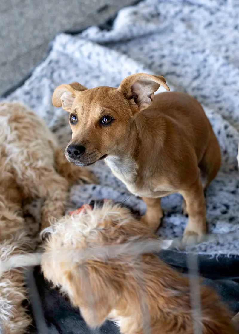 A young small-sized male Border Terrier dog named Garnet for adoption in West Richland, WA