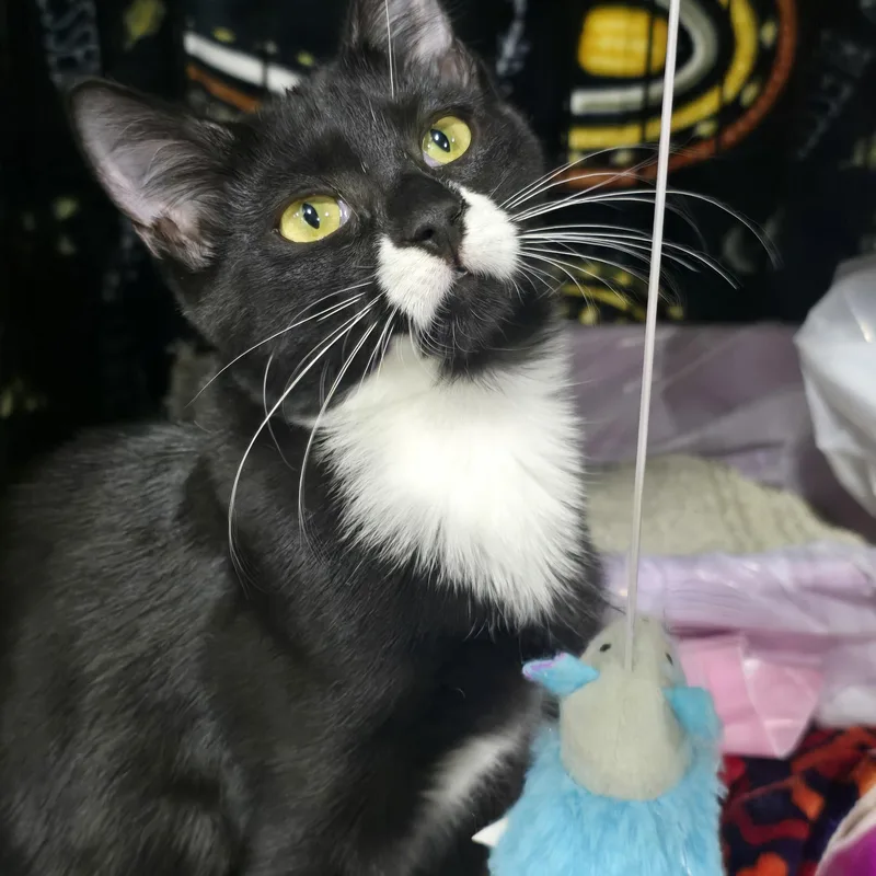 A young medium-sized male Black & White / Tuxedo Domestic Short Hair cat named Arrow for adoption in East Lansing, MI