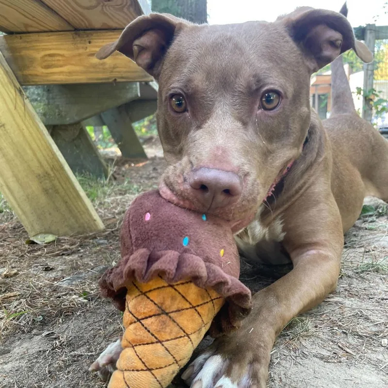 An adult medium-sized female Brown / Chocolate Pit Bull Terrier dog named Fable for adoption in Wilmington, DE