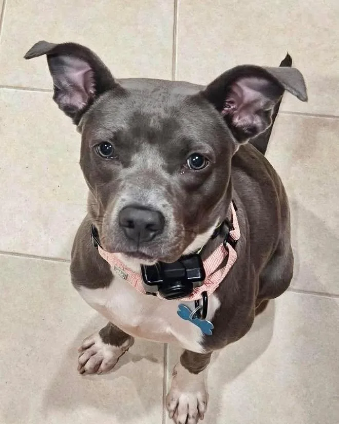An adult medium-sized female Staffordshire Bull Terrier dog named Diamond for adoption in Wappingers Falls, NY