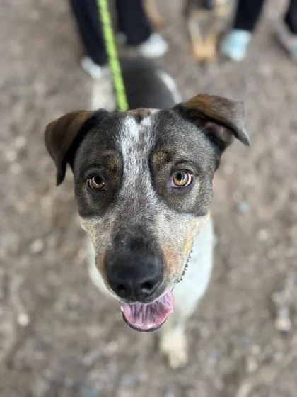 An adult large-sized male Australian Cattle Dog / Blue Heeler dog named Grizzly for adoption in El Paso, TX