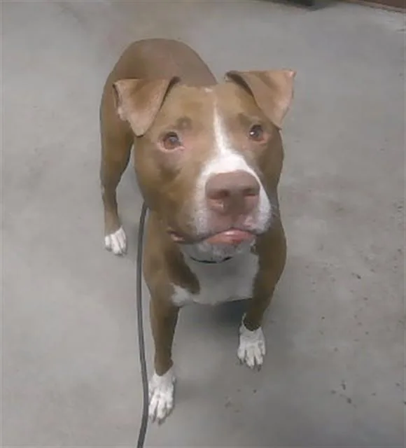 An adult large-sized female Pointer dog named Artemis for adoption in Phoenix, AZ