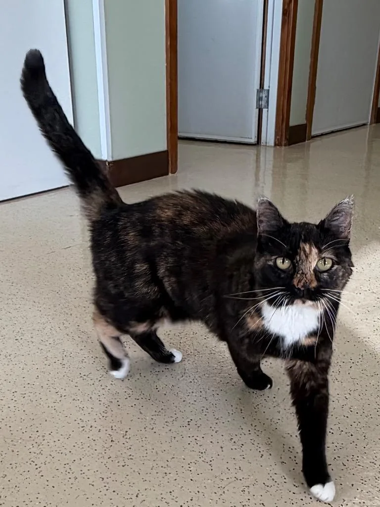 An adult medium-sized female Calico Domestic Short Hair cat named Kendra for adoption in Amery, WI