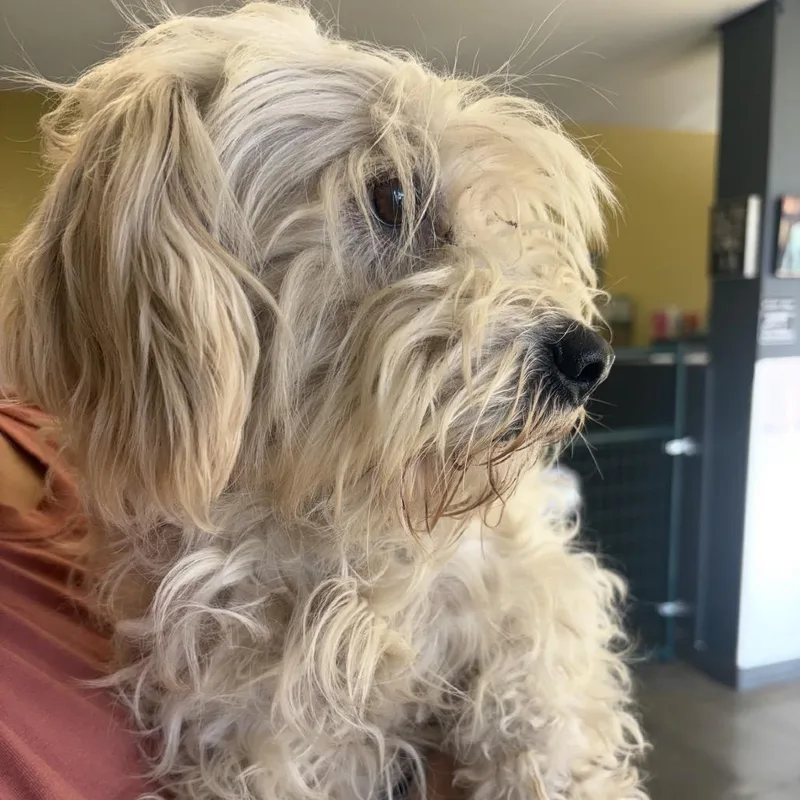 A young small-sized male Poodle dog named Bernie for adoption in Sonoma, CA