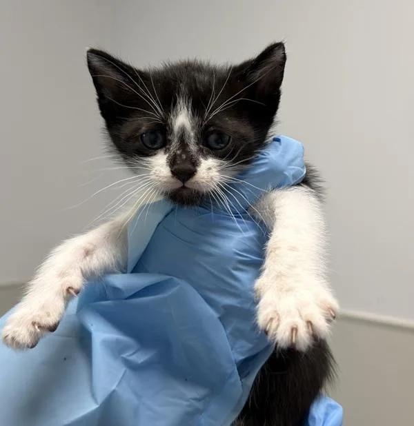 A baby small-sized male Domestic Short Hair cat named Stagecoach for adoption in Escondido, CA
