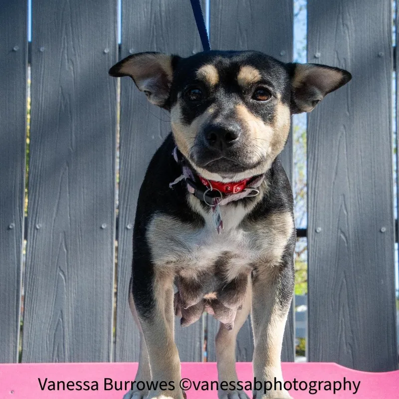 A young medium-sized female Black Terrier dog named Ms Marvel for adoption in Wake Forest, NC