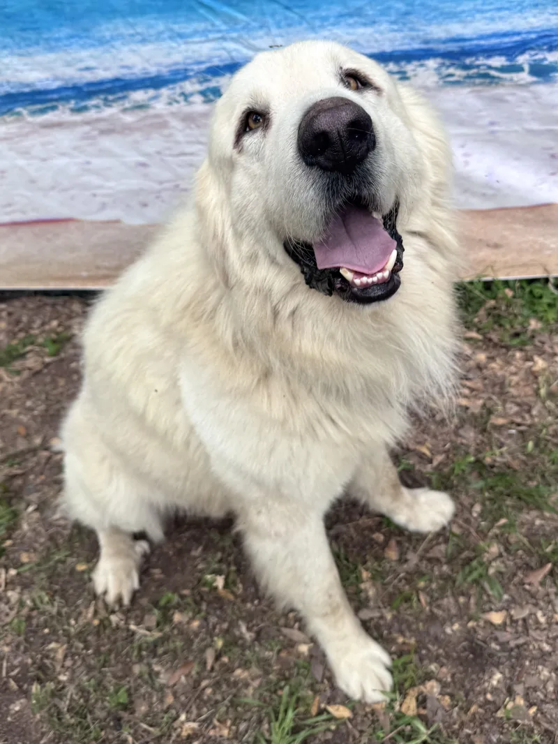 A young large-sized male White / Cream Great Pyrenees dog named Jerome for adoption in Spring, TX