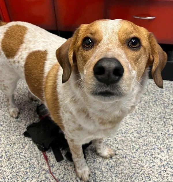 A young medium-sized male Australian Cattle Dog / Blue Heeler dog named Ceasar for adoption in Golden, CO