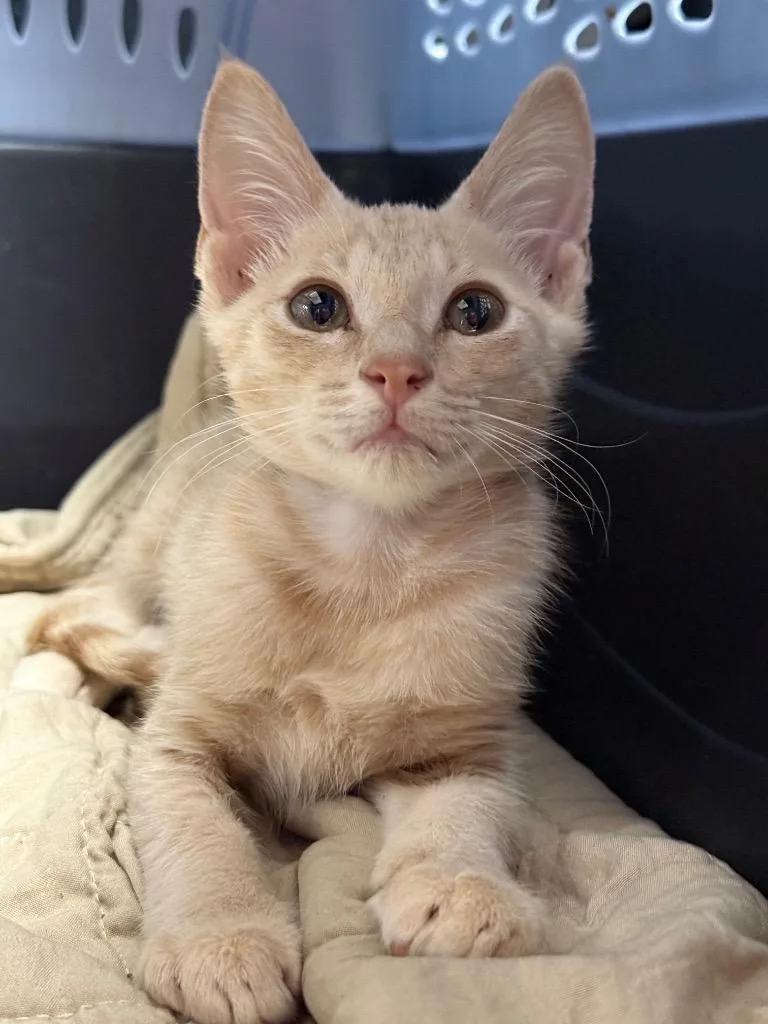 A baby medium-sized male Domestic Short Hair cat named French Fry for adoption in Sorrento, LA