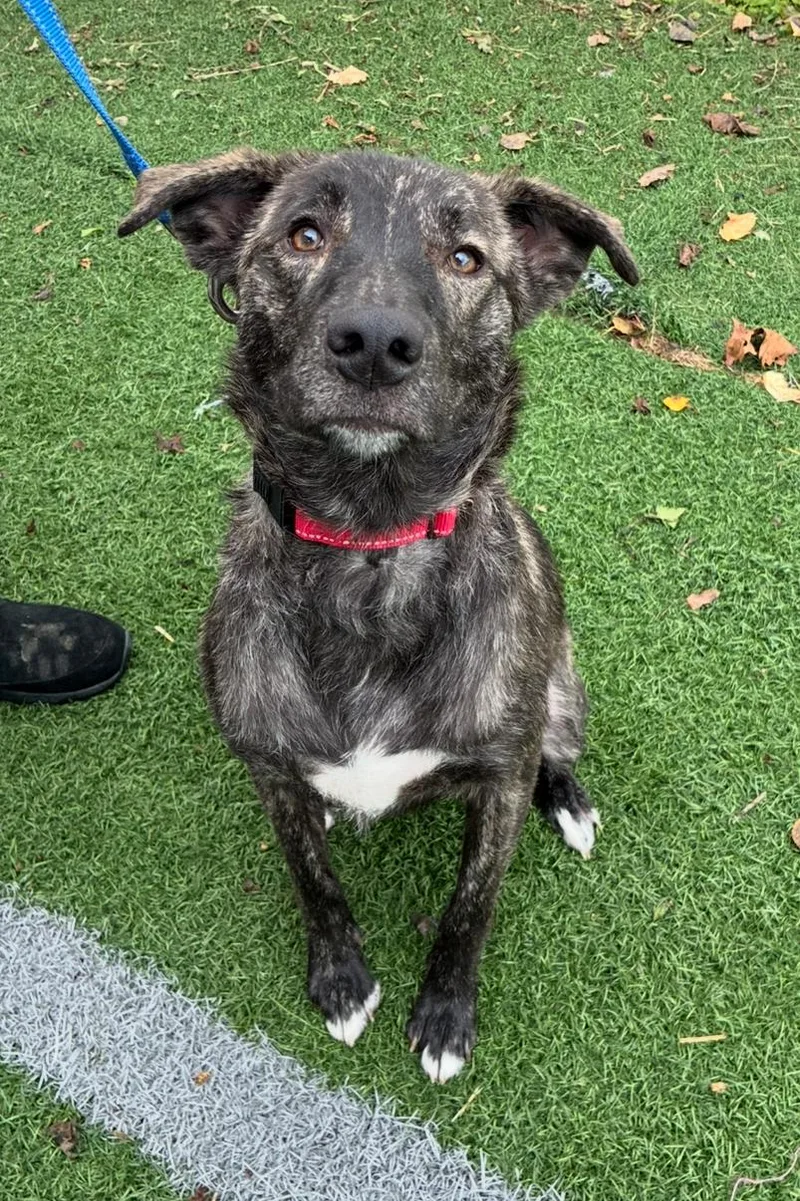 A young medium-sized female Dutch Shepherd dog named Nelly Jane for adoption in Hornell, NY