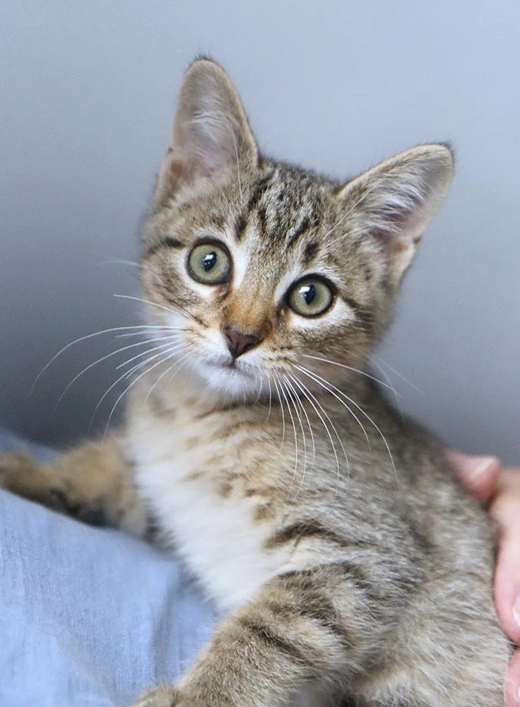 A baby medium-sized female Tabby (Brown / Chocolate) Domestic Short Hair cat named Seraphina for adoption in Kansas City, KS