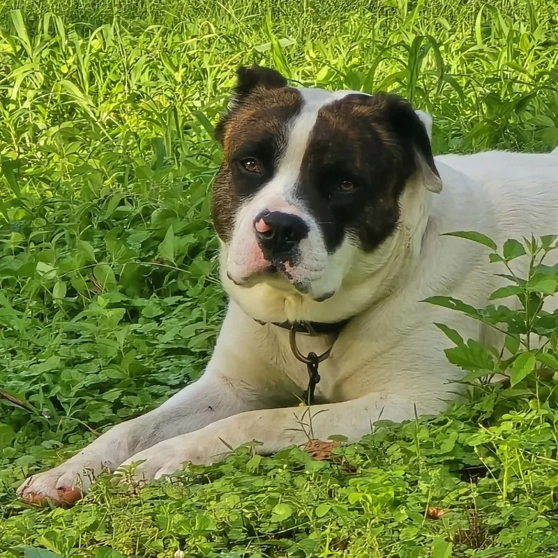 Bandit