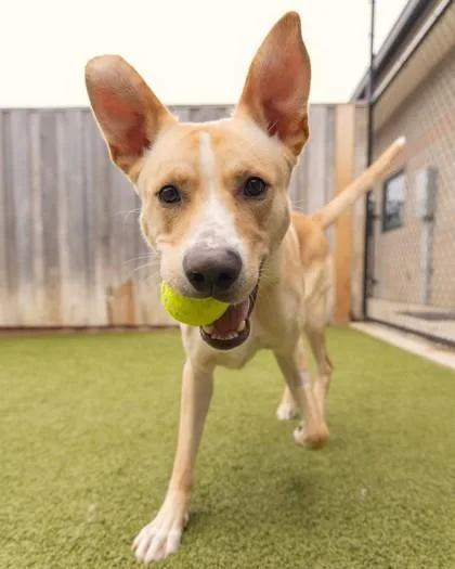 An adult large-sized male Mixed Breed dog named Apollo for adoption in Eugene, OR