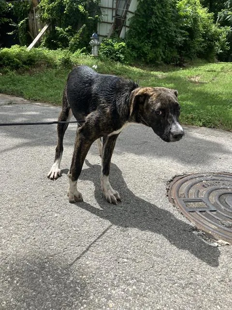 A baby large-sized male Mixed Breed dog named Mike for adoption in Dallas, TX