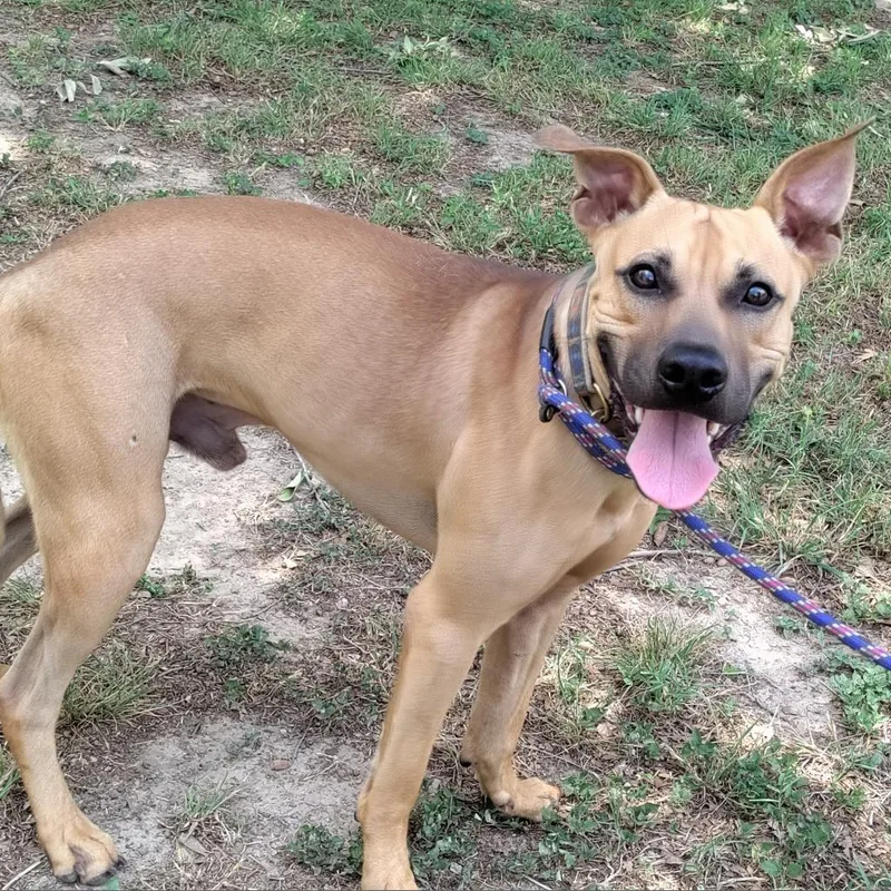 Chook Aka Chaz Jum thumbnail 3