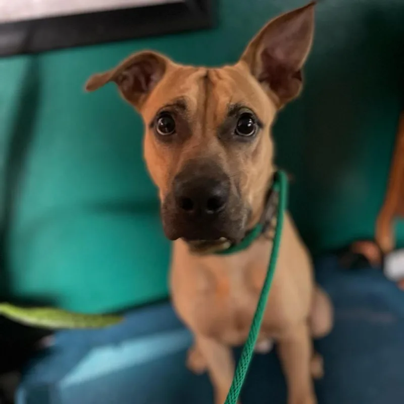 Chook Aka Chaz Jum thumbnail 5