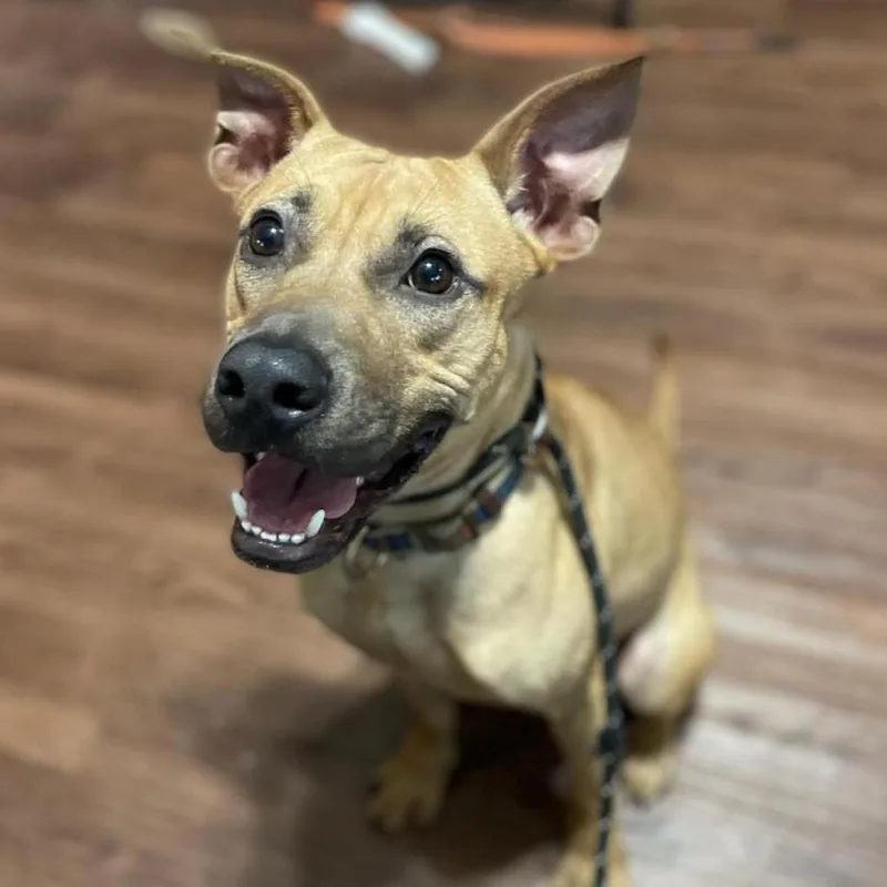 Chook Aka Chaz Jum thumbnail 6