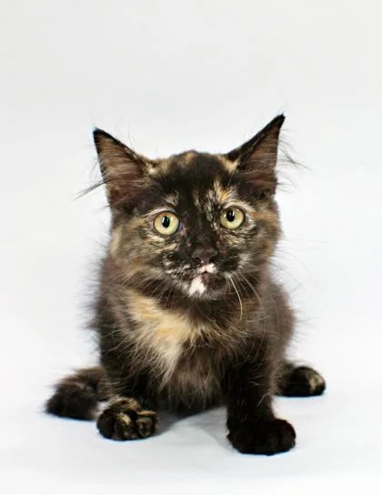 A baby small-sized female Domestic Medium Hair cat named Roxanne for adoption in Morton Grove, IL