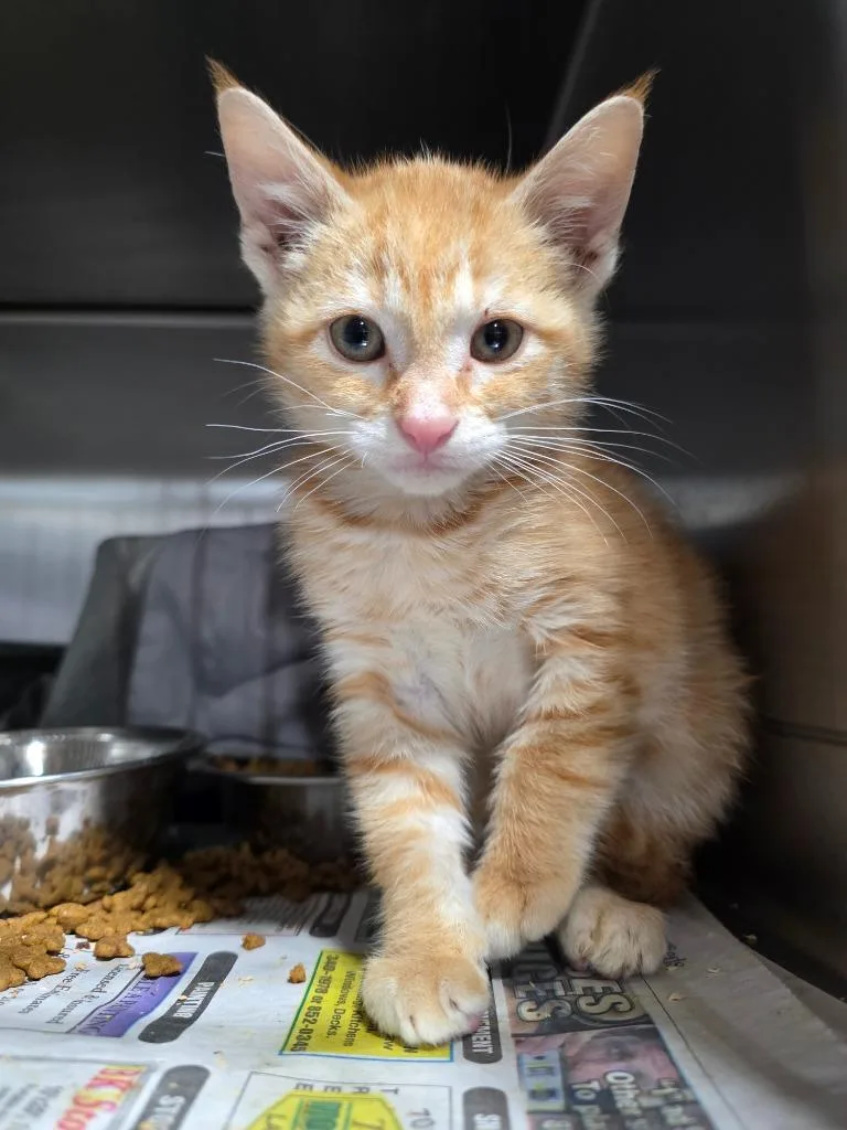 Marmalade