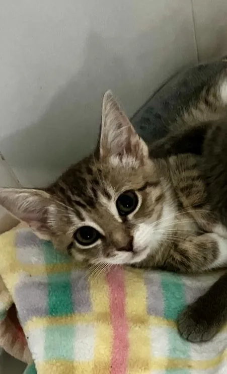 A baby small-sized female Domestic Short Hair cat named Vida for adoption in Woodbridge, VA
