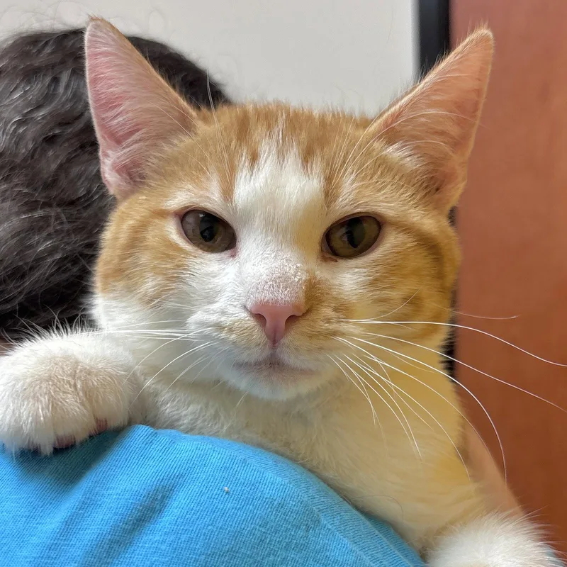 A young medium-sized male Orange & White Domestic Short Hair cat named Jackson for adoption in Sonora, CA