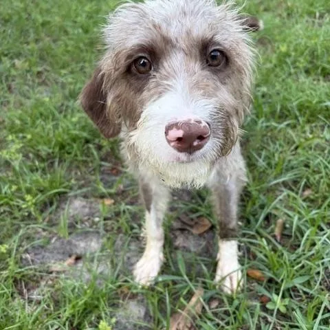 A young small-sized female Aussiedoodle dog named Penelope for adoption in Maitland, FL