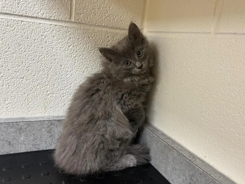 A baby medium-sized male Domestic Long Hair cat named Harvey for adoption in Greeneville, TN