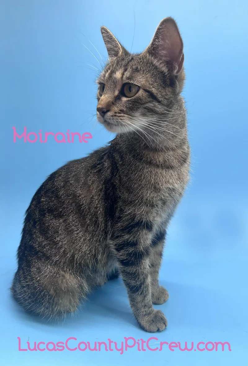 A young medium-sized female Tabby (Gray / Blue / Silver) Tabby cat named Moiraine for adoption in Toledo, OH