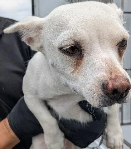 A young medium-sized female Chihuahua dog named Macrame for adoption in Oakland, CA