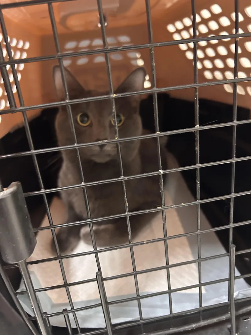 A young medium-sized male Gray / Blue / Silver Russian Blue cat named Marcelo for adoption in San Diego, CA