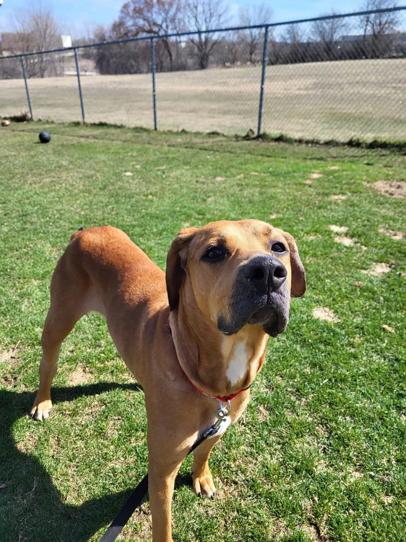 An adult large-sized male Golden Hound dog named Huey for adoption in Chilton, WI