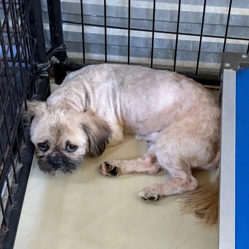 An adult small-sized male White / Cream Shih Tzu dog named Koty James for adoption in Houston, TX