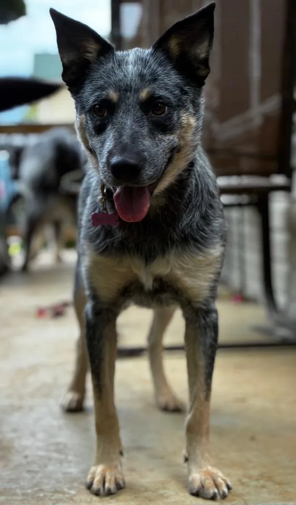 Penny