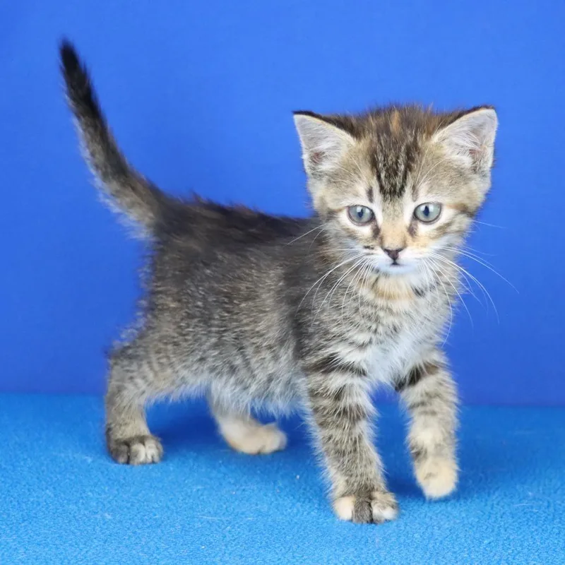 A baby small-sized female Tortoiseshell Domestic Short Hair cat named Alfredo U for adoption in Tupelo, MS
