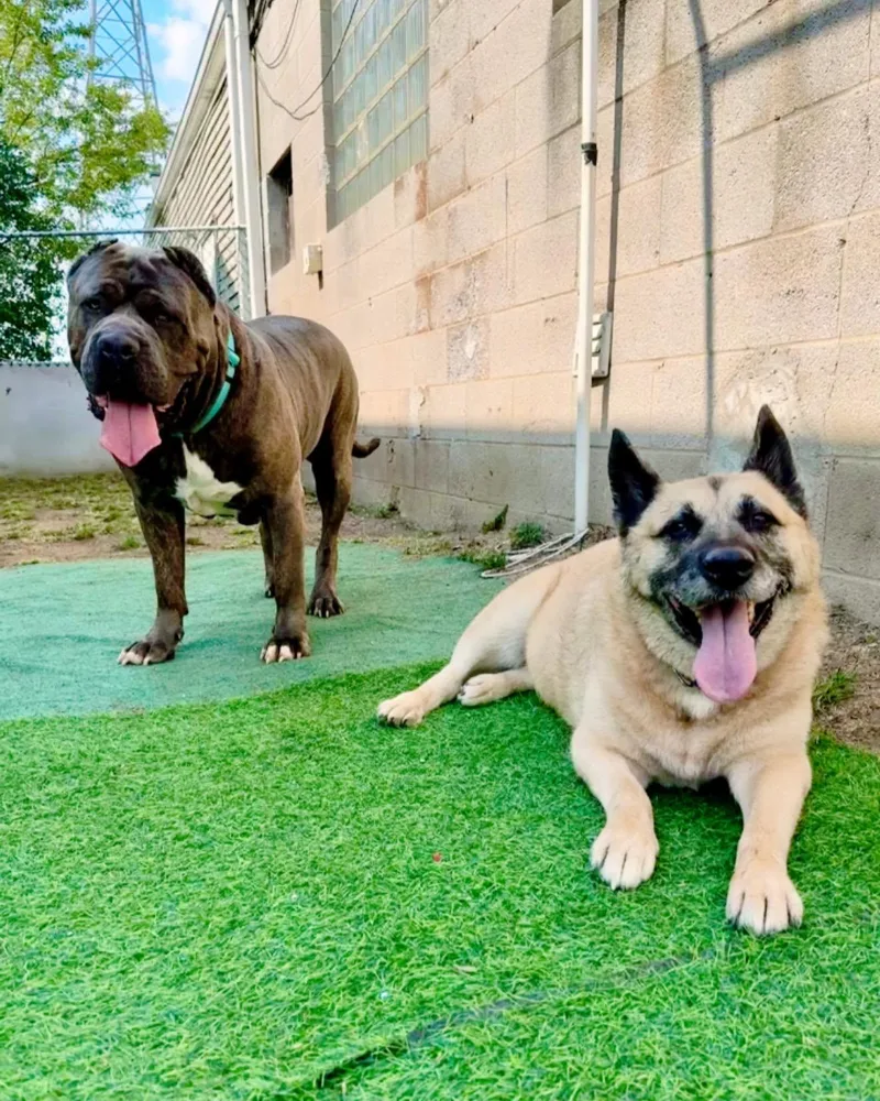 Maximus