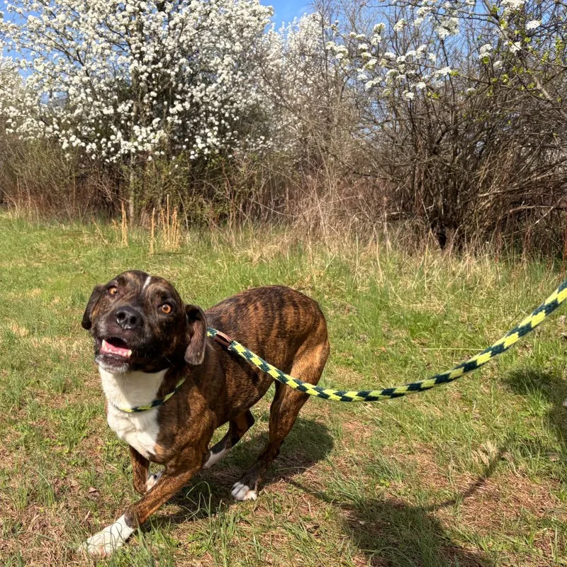 An adult medium-sized male Brindle Pit Bull Terrier dog named Dior for adoption in York, PA
