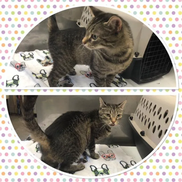 An adult medium-sized female Tabby (Gray / Blue / Silver) Domestic Short Hair cat named Delilah for adoption in Buckhannon, WV