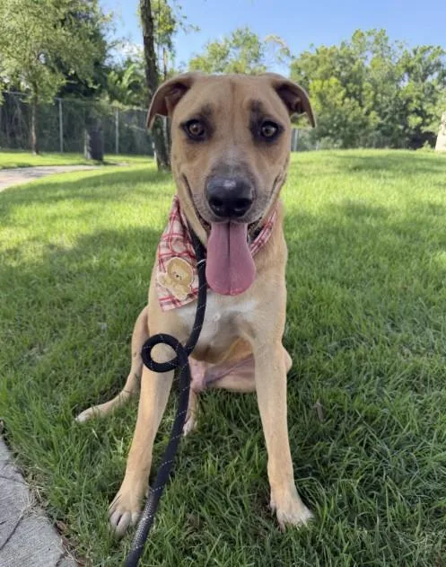 An adult large-sized male Labrador Retriever dog named Maxx for adoption in Houston, TX