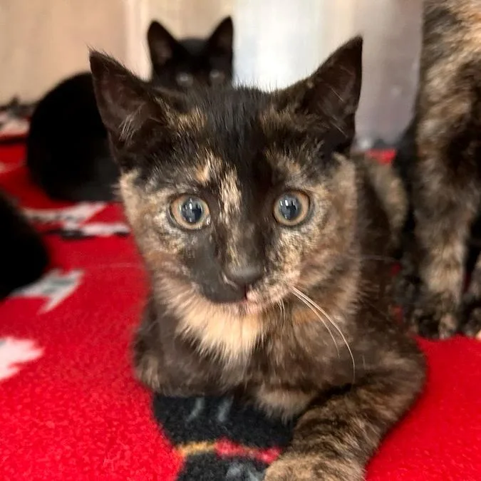 A baby small-sized female Tortoiseshell Domestic Short Hair cat named Scramble for adoption in Woodinville, WA