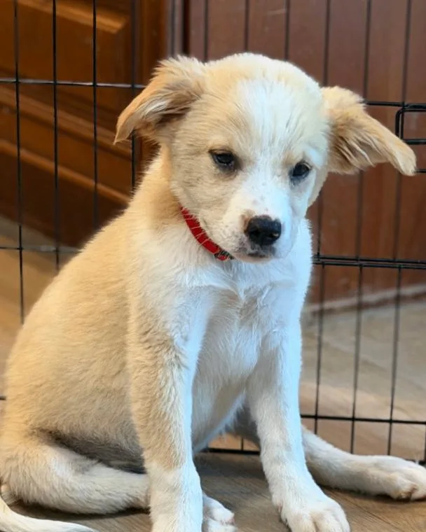 A young medium-sized female White / Cream Great Pyrenees dog named Marisol for adoption in renton, WA