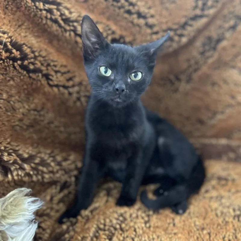 A baby small-sized female Black Domestic Short Hair cat named Gigi for adoption in Philadelphia, PA