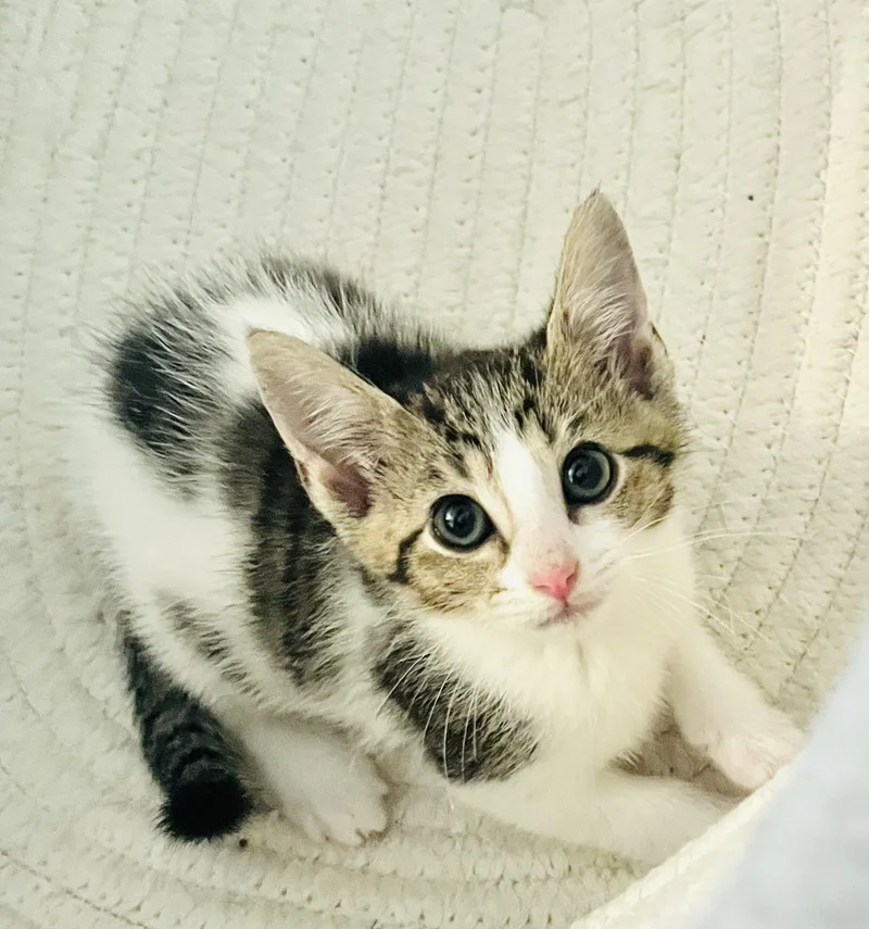 A baby medium-sized female Tabby cat named Thalia for adoption in Arlington, TX