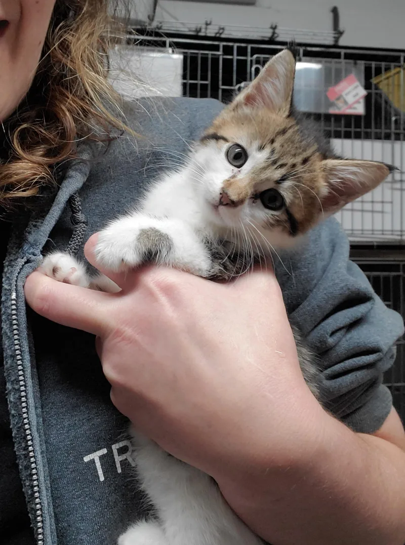 A baby medium-sized female White Domestic Short Hair cat named Nikki for adoption in Lake Hopatcong, NJ