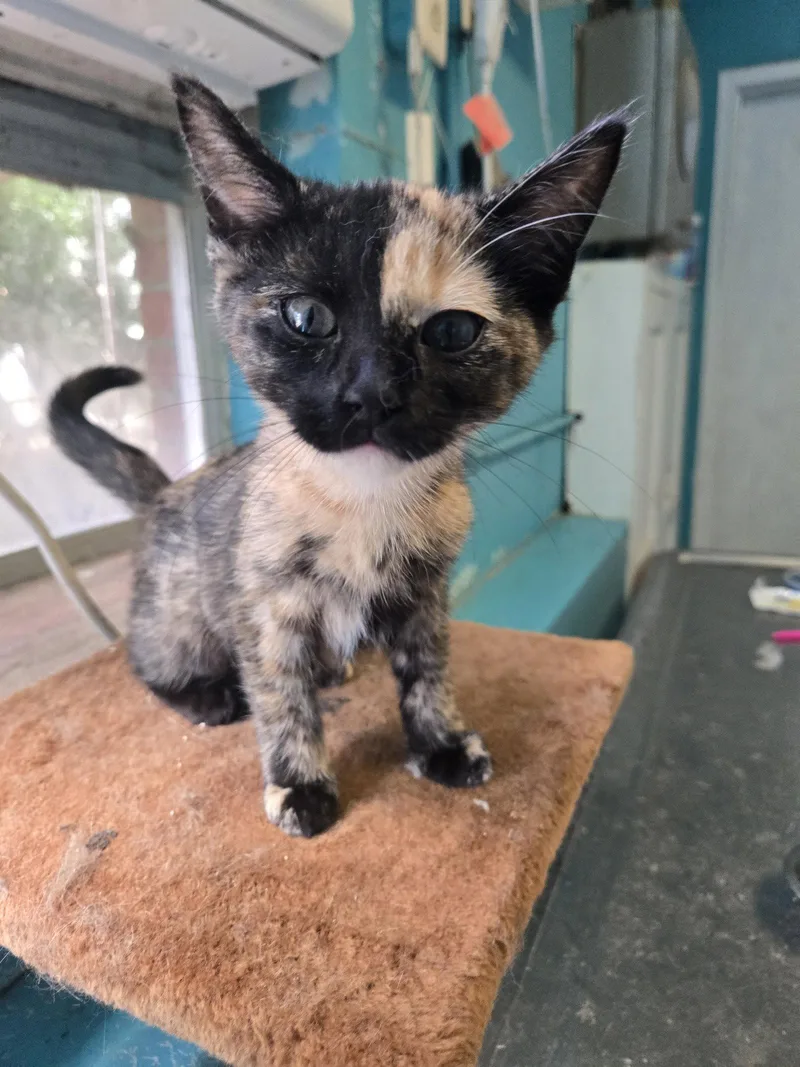 A baby small-sized female Domestic Short Hair cat named Apricot for adoption in Boston, KY