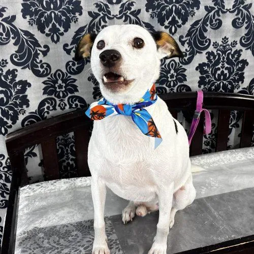 An adult small-sized male Yellow / Tan / Blond / Fawn Mixed Breed dog named Snoopy  D for adoption in Frankfort, KY